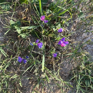 Echium plantagineum at Kambah, ACT - 3 Jan 2025