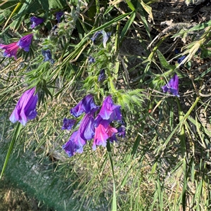 Echium plantagineum at Kambah, ACT - 3 Jan 2025