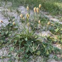 Plantago lanceolata (Ribwort Plantain, Lamb's Tongues) at Kambah, ACT - 3 Jan 2025 by Hejor1