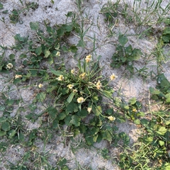 Plantago lanceolata at Kambah, ACT - 3 Jan 2025