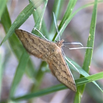 Scopula rubraria (Reddish Wave, Plantain Moth) at Kambah, ACT - 3 Jan 2025 by Hejor1