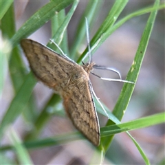 Scopula rubraria at Kambah, ACT - 3 Jan 2025