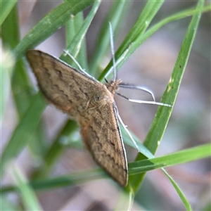 Scopula rubraria at Kambah, ACT - 3 Jan 2025