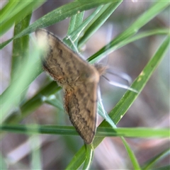 Scopula rubraria at Kambah, ACT - 3 Jan 2025