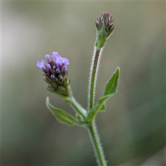 Verbena incompta (Purpletop) at Kambah, ACT - 3 Jan 2025 by Hejor1