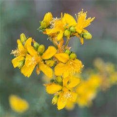 Hypericum perforatum (St John's Wort) at Kambah, ACT - 3 Jan 2025 by Hejor1