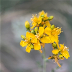 Hypericum perforatum at Kambah, ACT - 3 Jan 2025