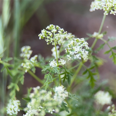 Conium maculatum (Hemlock) at Kambah, ACT - 3 Jan 2025 by Hejor1