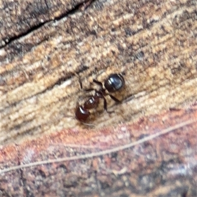 Papyrius sp. (genus) (A Coconut Ant) at Kambah, ACT - 3 Jan 2025 by Hejor1