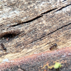 Papyrius sp. (genus) at Kambah, ACT - 3 Jan 2025