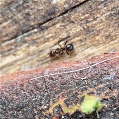 Papyrius sp. (genus) at Kambah, ACT - 3 Jan 2025