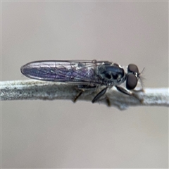 Ommatius sp. (genus) (Robber fly) at Uriarra Village, ACT - 3 Jan 2025 by Hejor1