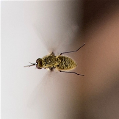 Geron sp. (genus) (Slender Bee Fly) at Uriarra Village, ACT - 3 Jan 2025 by Hejor1