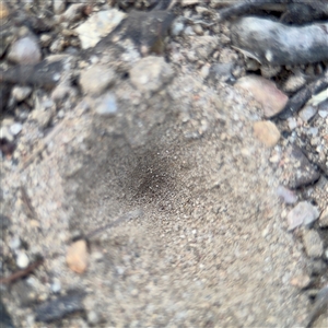 Myrmeleontidae (family) at Uriarra Village, ACT - 3 Jan 2025