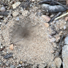 Myrmeleontidae (family) at Uriarra Village, ACT - 3 Jan 2025