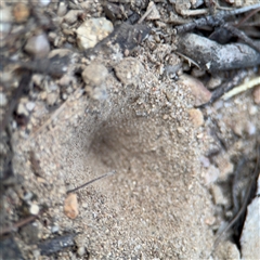 Myrmeleontidae (family) at Uriarra Village, ACT - 3 Jan 2025