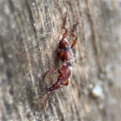 Cyphagogus sp. (Brentid weevil) at Kambah, ACT - 3 Jan 2025 by Hejor1