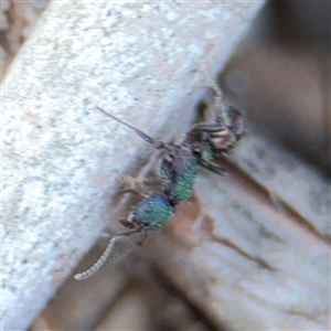 Rhytidoponera metallica at Kambah, ACT - 3 Jan 2025 06:42 PM