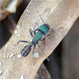 Rhytidoponera metallica at Kambah, ACT - 3 Jan 2025 06:42 PM