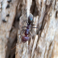 Iridomyrmex purpureus (Meat Ant) at Kambah, ACT - 3 Jan 2025 by Hejor1