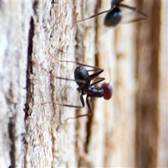 Iridomyrmex purpureus at Kambah, ACT - 3 Jan 2025