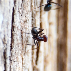 Iridomyrmex purpureus at Kambah, ACT - 3 Jan 2025