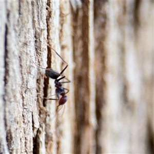 Iridomyrmex purpureus at Kambah, ACT - 3 Jan 2025