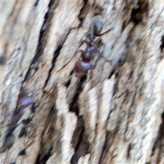 Iridomyrmex purpureus at Kambah, ACT - 3 Jan 2025