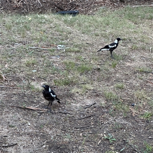 Gymnorhina tibicen at Kambah, ACT - 3 Jan 2025