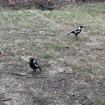 Gymnorhina tibicen (Australian Magpie) at Kambah, ACT - 3 Jan 2025 by Hejor1