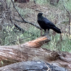 Corvus coronoides (Australian Raven) at Kambah, ACT - 3 Jan 2025 by Hejor1