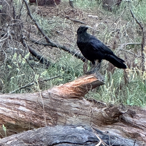 Corvus coronoides at Kambah, ACT - 3 Jan 2025