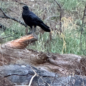 Corvus coronoides at Kambah, ACT - 3 Jan 2025