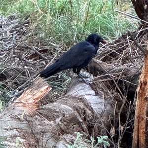 Corvus coronoides at Kambah, ACT - 3 Jan 2025