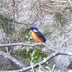 Ceyx azureus (Azure Kingfisher) at Kambah, ACT - 3 Jan 2025 by Hejor1