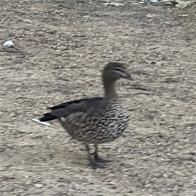 Chenonetta jubata (Australian Wood Duck) at Uriarra Village, ACT - 3 Jan 2025 by Hejor1