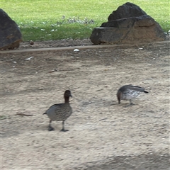 Chenonetta jubata at Uriarra Village, ACT - 3 Jan 2025