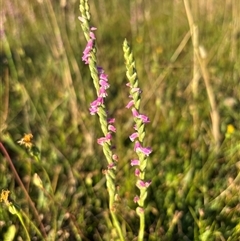 Spiranthes australis (Austral Ladies Tresses) at Woolgarlo, NSW - 2 Jan 2025 by SustainableSeg