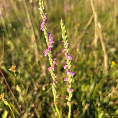 Spiranthes australis (Austral Ladies Tresses) at Woolgarlo, NSW - 2 Jan 2025 by SustainableSeg