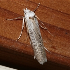 Ioptera demica (Chezela Group) at Freshwater Creek, VIC - 23 Apr 2020 by WendyEM