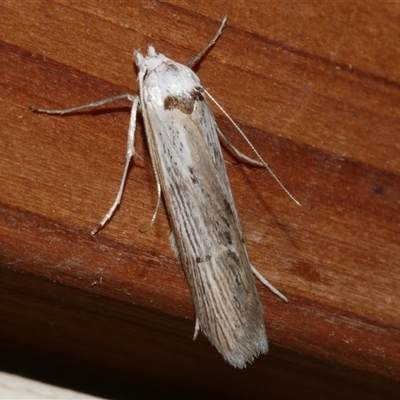 Ioptera demica (Chezela Group) at Freshwater Creek, VIC - 23 Apr 2020 by WendyEM