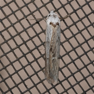 Ioptera demica at Freshwater Creek, VIC - suppressed