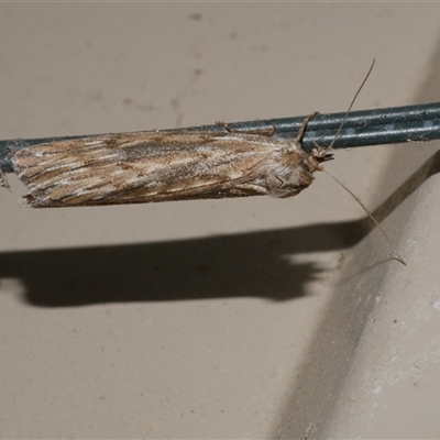 Ciampa arietaria (Brown Pasture Looper Moth) at Freshwater Creek, VIC - 23 Apr 2020 by WendyEM