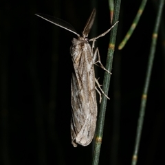 Ciampa arietaria (Brown Pasture Looper Moth) at Freshwater Creek, VIC - 23 Apr 2020 by WendyEM