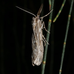 Ciampa arietaria at Freshwater Creek, VIC - 23 Apr 2020