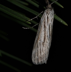 Ciampa arietaria (Brown Pasture Looper Moth) at Freshwater Creek, VIC - 23 Apr 2020 by WendyEM