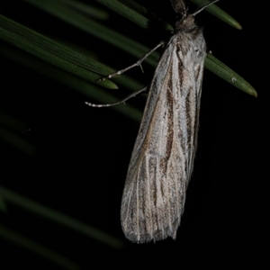 Ciampa arietaria at Freshwater Creek, VIC - 23 Apr 2020