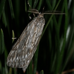 Ciampa arietaria (Brown Pasture Looper Moth) at Freshwater Creek, VIC - 23 Apr 2020 by WendyEM