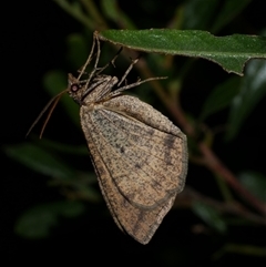 Parosteodes fictiliaria (Dodonaea Moth) at Freshwater Creek, VIC - 23 Apr 2020 by WendyEM