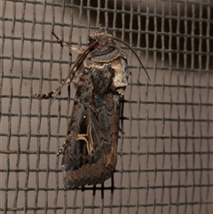 Proteuxoa nuna (A Noctuid moth (Acronictinae) at Freshwater Creek, VIC - 23 Apr 2020 by WendyEM